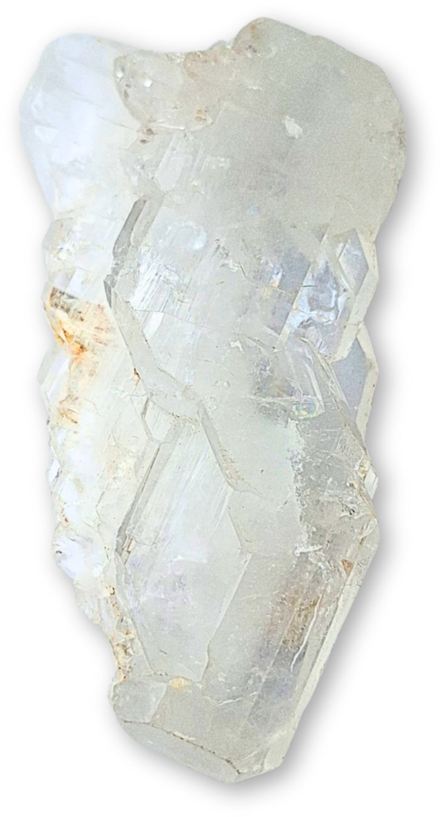 Image for fadenkwarts-ruw-nr12.jpg