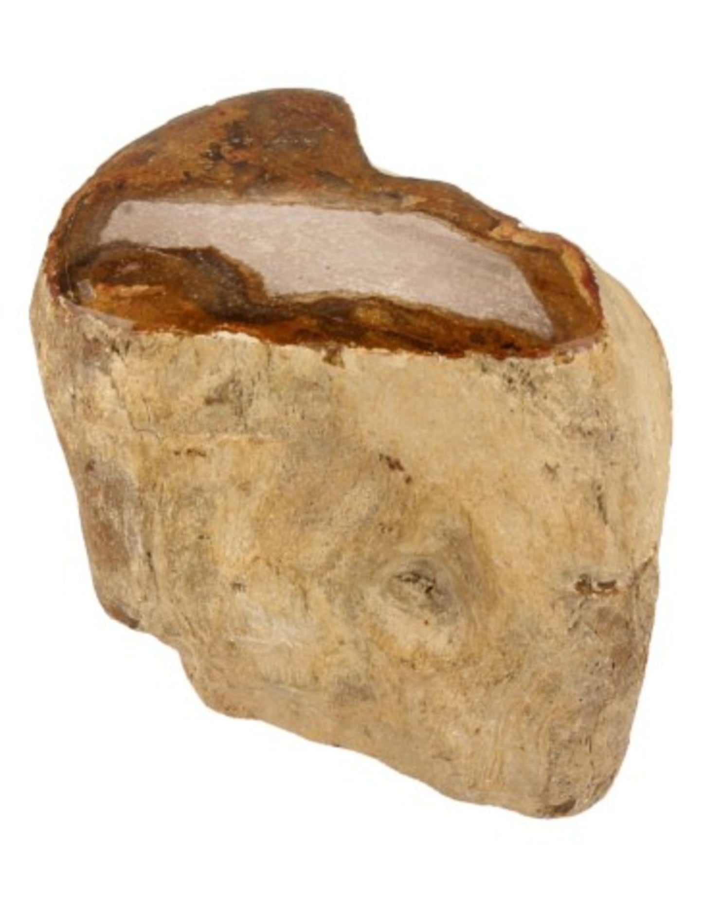 Image for fossiel-hout-uit-java-half-gepolijst-pkg_1.jpg