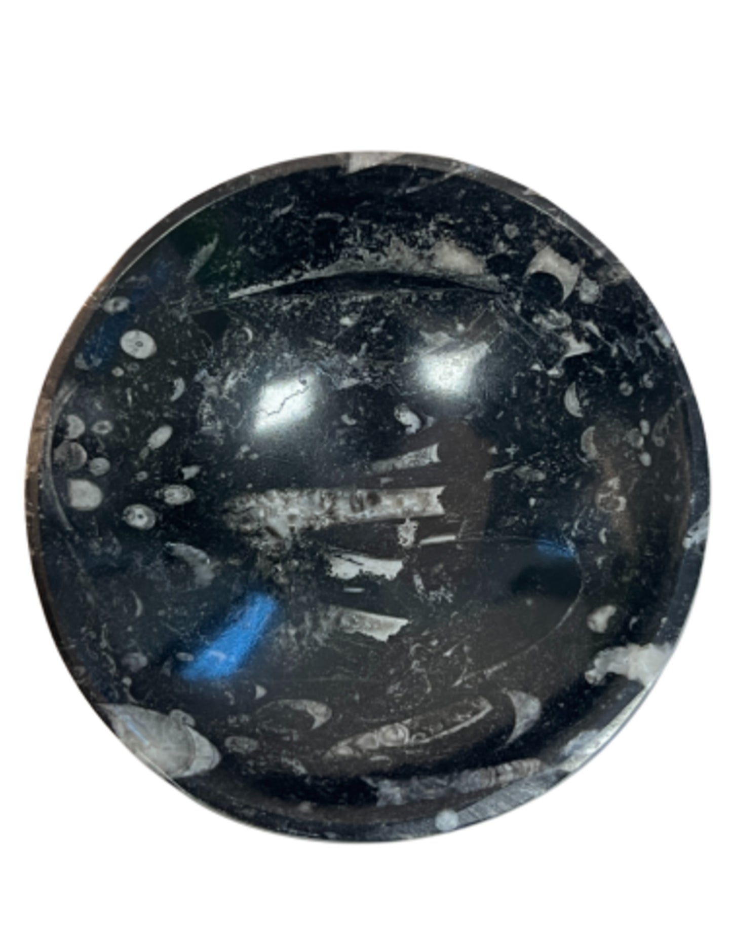 Image for orthoceras-schaal_2.jpg