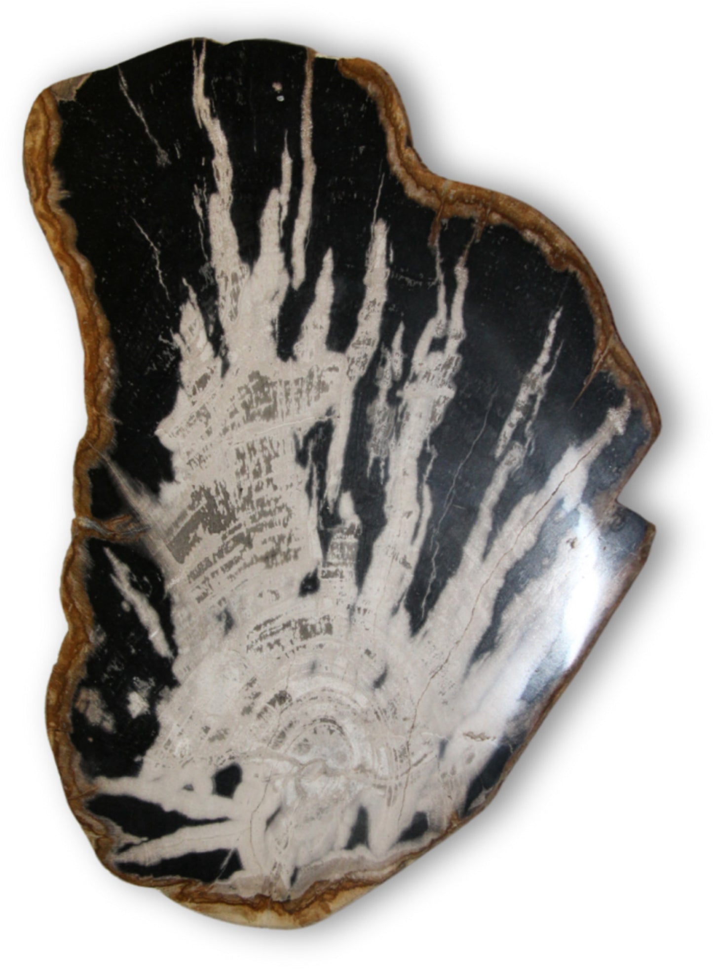 Image for versteend-houten-schijf-skelet-nr51-pst.jpg