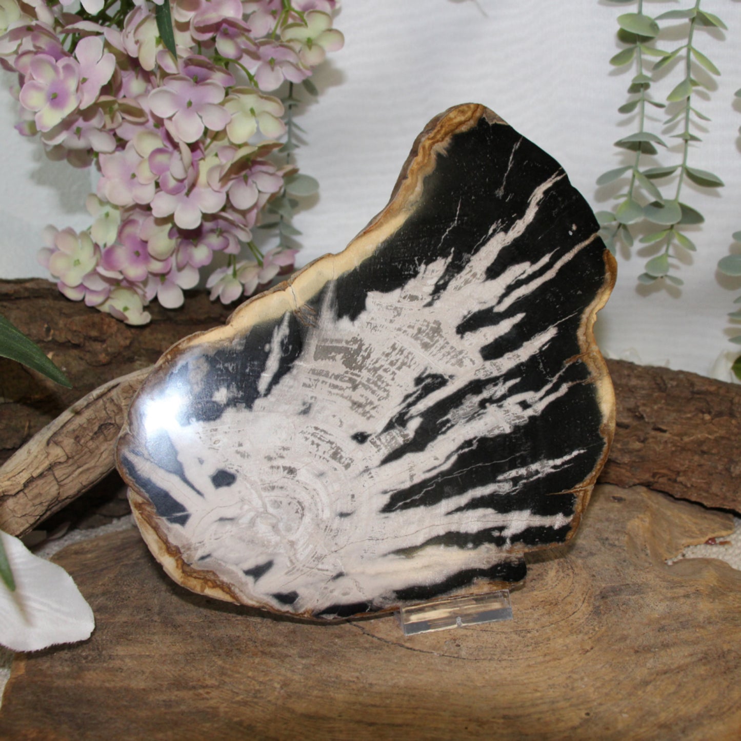 Image for versteend-houten-schijf-skelet-nr51-pst_3.jpg
