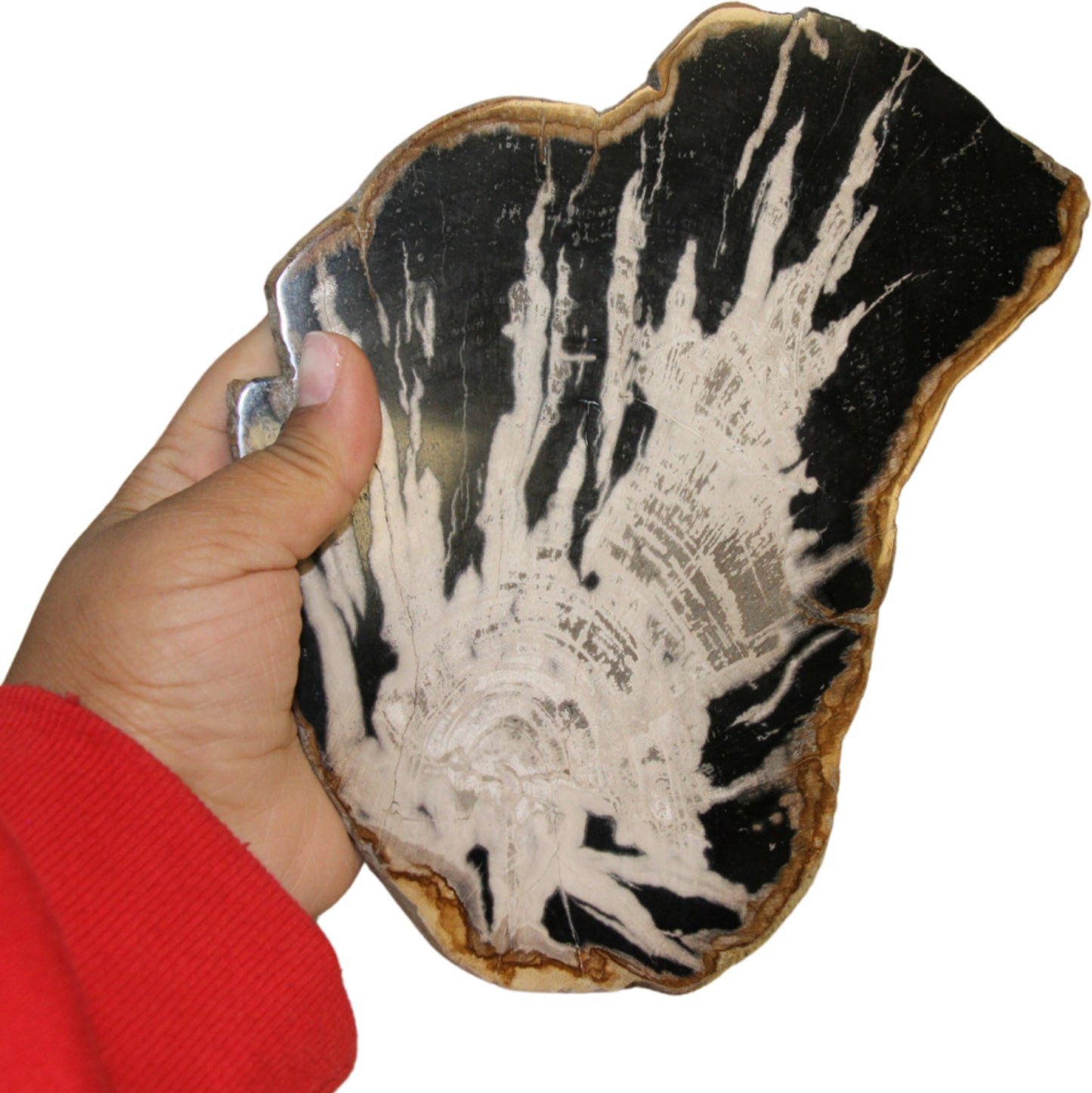 Image for versteend-houten-schijf-skelet-nr51-pst_2.jpg