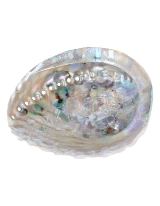 Image for abalone-smudge-schelp.jpg