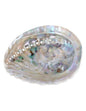 Image for abalone-smudge-schelp.jpg