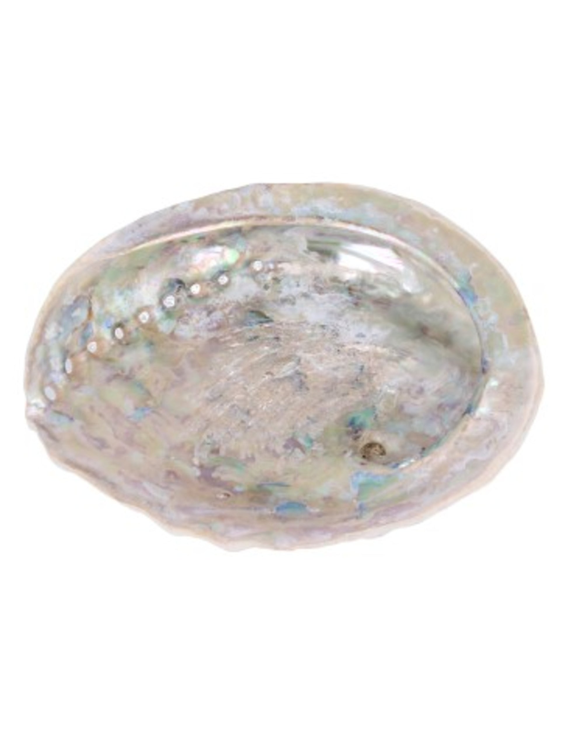 Image for abalone-smudge-schelp_1.jpg