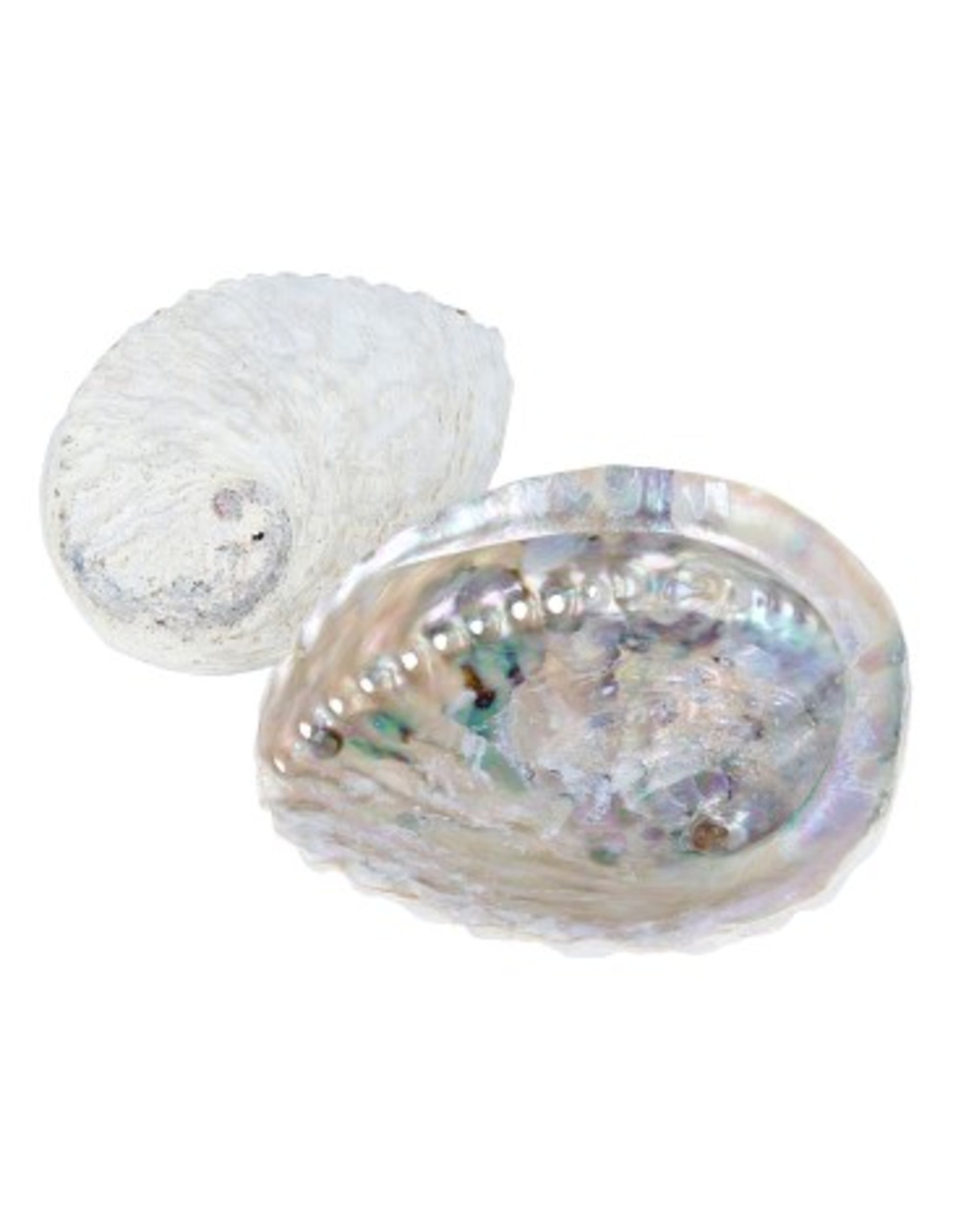 Image for abalone-smudge-schelp_2.jpg