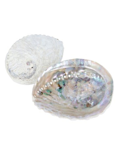 Image for abalone-smudge-schelp_2.jpg