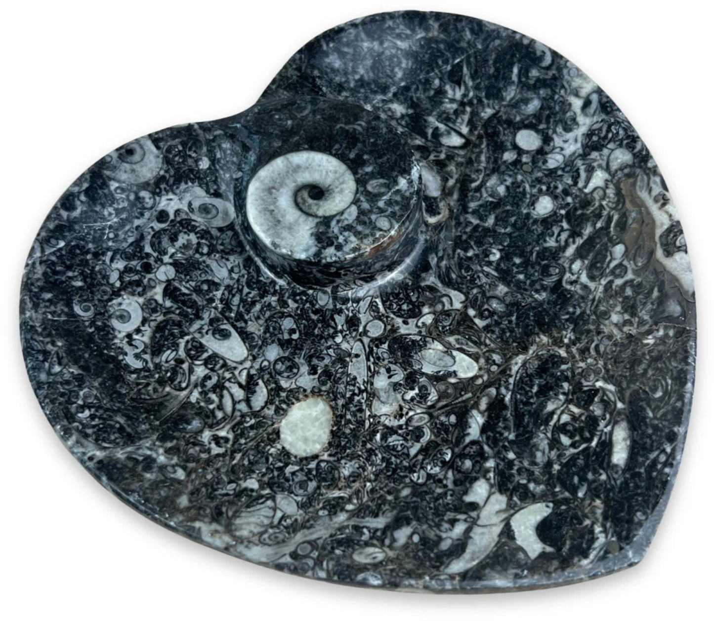 Image for ammoniet-orthoceras-fossiel-schaaltje-hartvorm.jpg