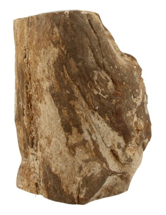Image for fossiel-hout-uit-java-half-gepolijst-pkg.jpg
