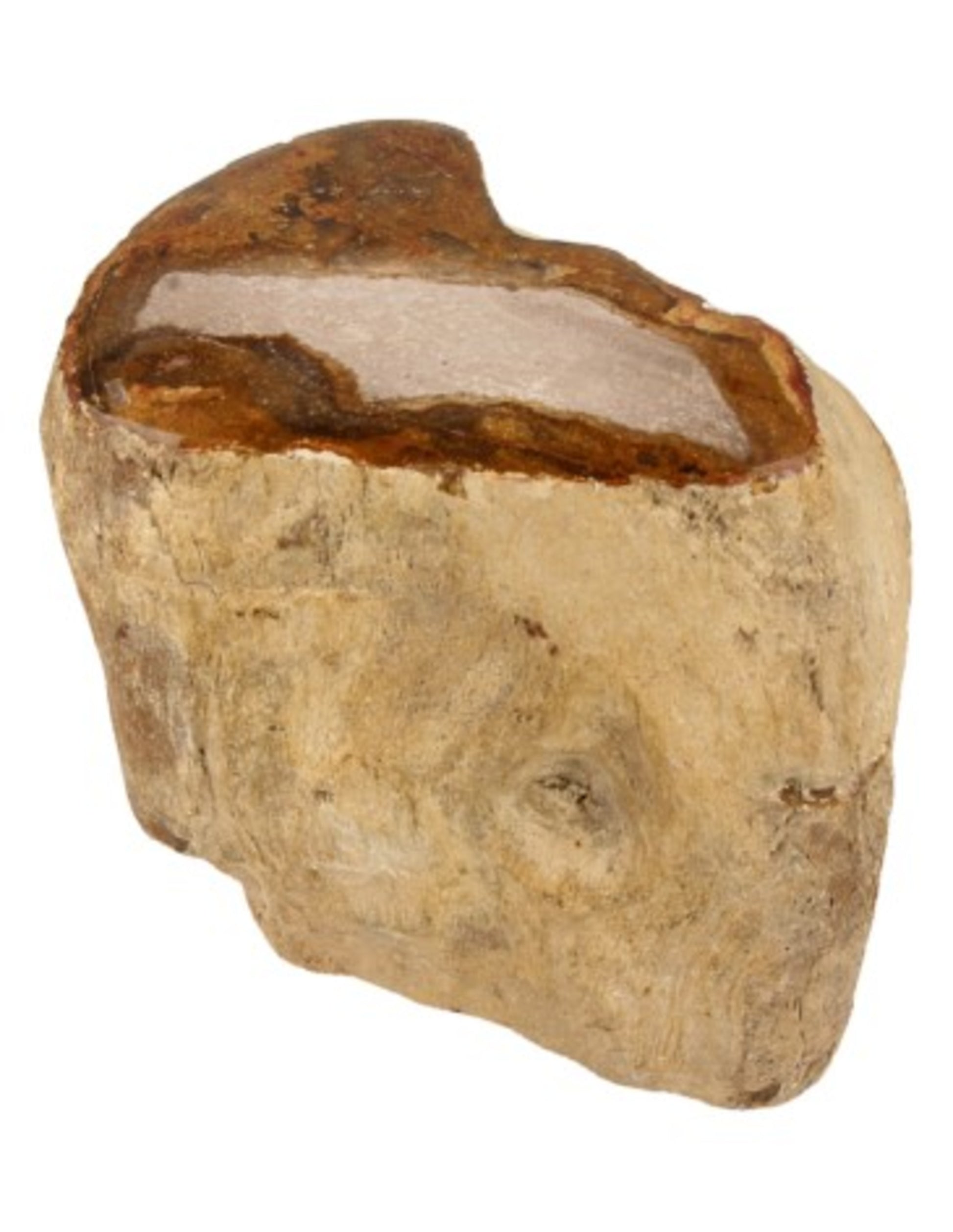 Image for fossiel-hout-uit-java-half-gepolijst-pkg_1.jpg