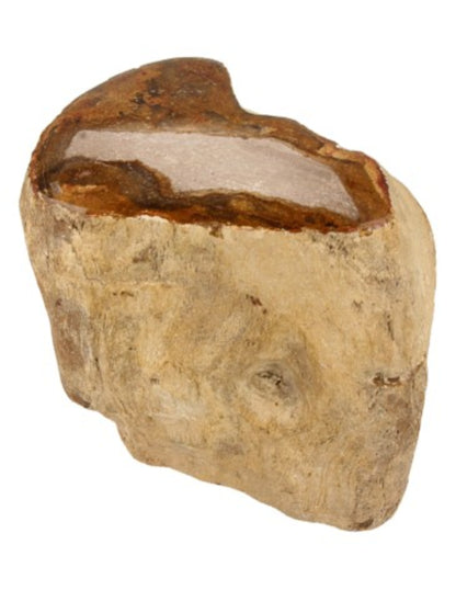 Image for fossiel-hout-uit-java-half-gepolijst-pkg_1.jpg