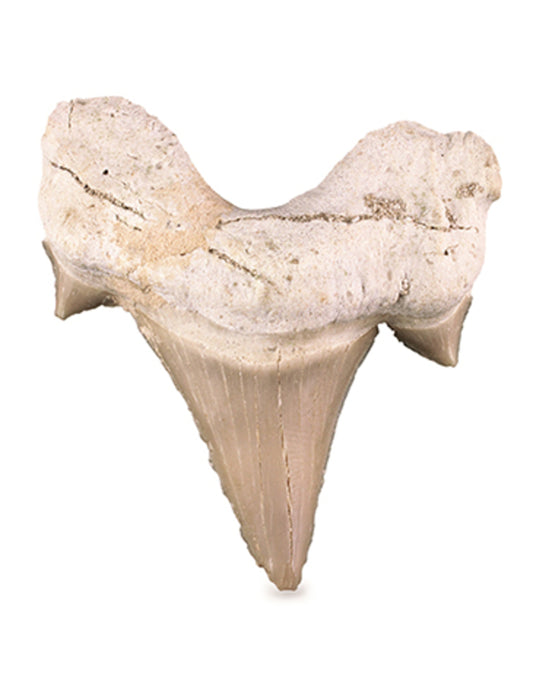 Image for haaientand-5-7-cm.jpg