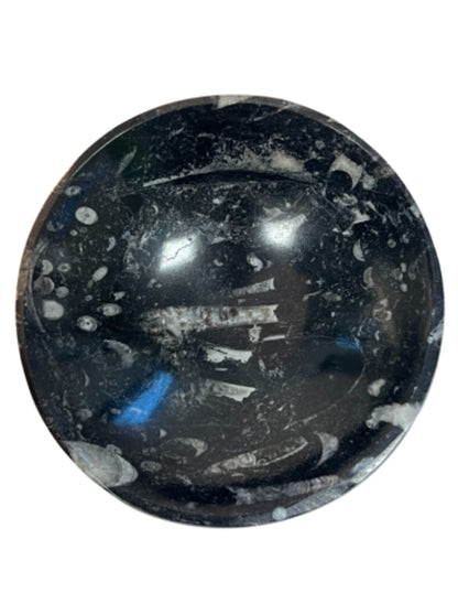 Image for orthoceras-schaal_2.jpg