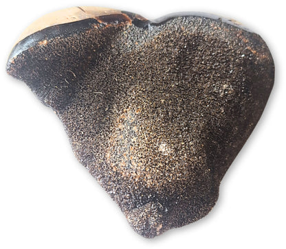 Image for septarie-wild-hart-nr06.jpg