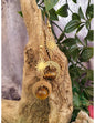 Image for tijgeroog-oorbellen-starmoon-bol_3.jpg