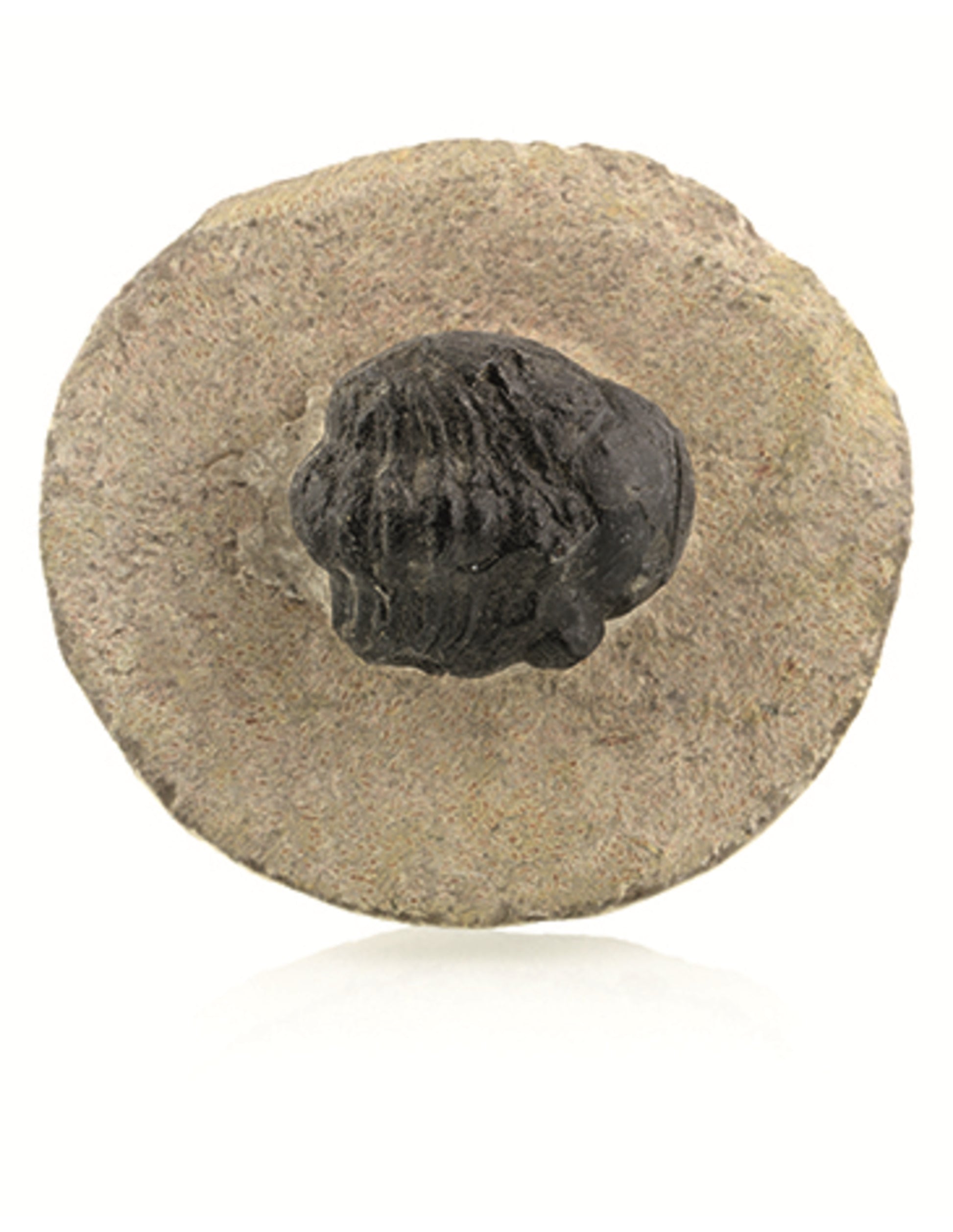 Image for trilobiet-zwart-ca-2-cm.jpg