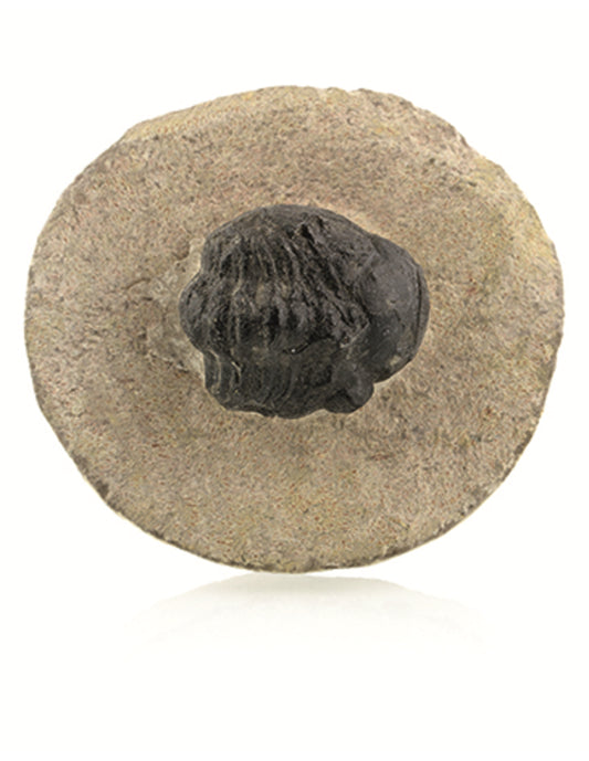 Image for trilobiet-zwart-ca-2-cm.jpg