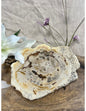 Image for versteend-houten-schijf-beigebruin-nr47-pst_3.jpg