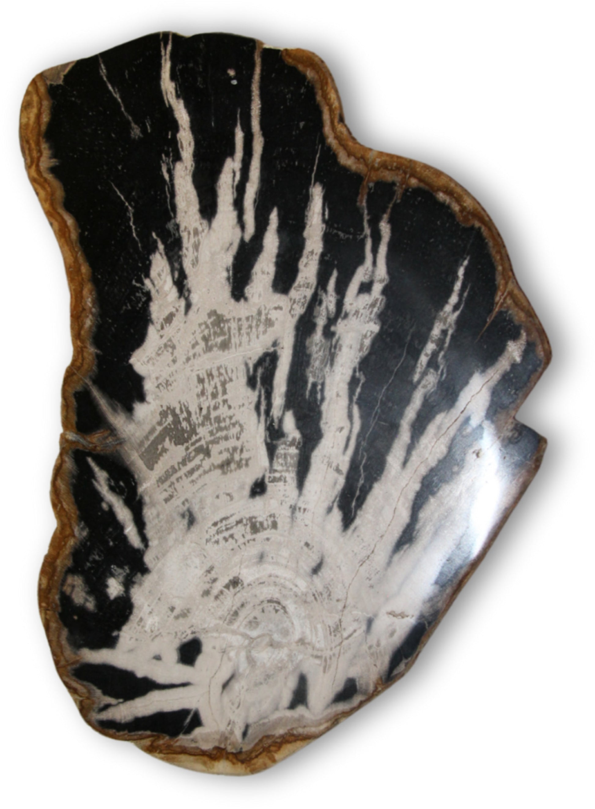 Image for versteend-houten-schijf-skelet-nr51-pst.jpg